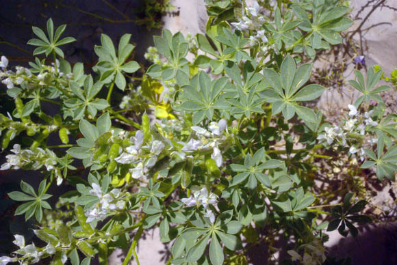  Lupinus arizonicus